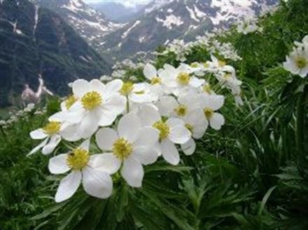 «پروانه و شمع» (از مجموعه اشعار ترکی استاد شهریار)