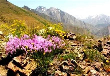 «زمان سسی» (از مجموعه اشعار ترکی استاد شهریار)
